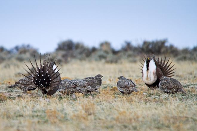 Sage-grouse