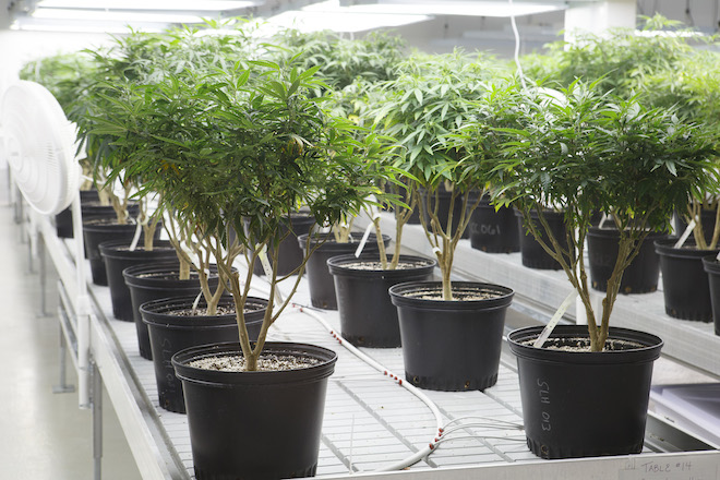 Tween Marijuana medical 173999