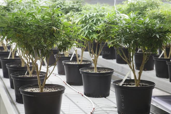 Tween Marijuana medical 173999