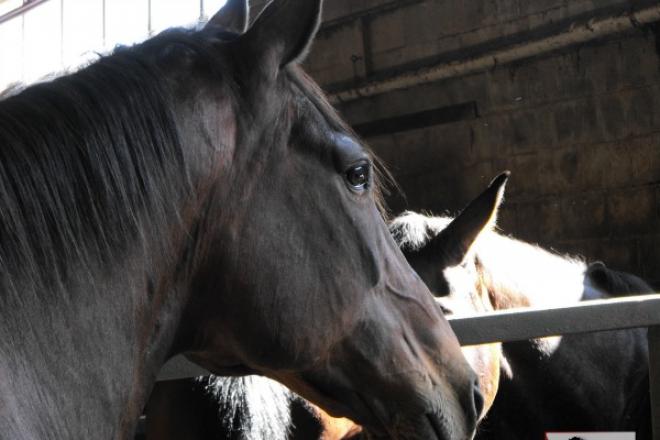 Horse_Photo