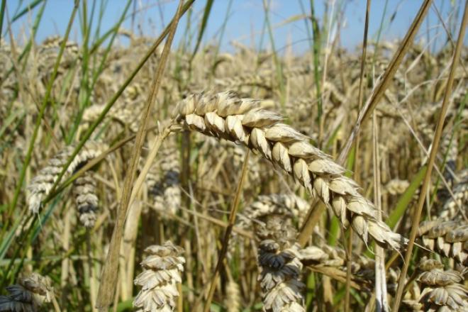 Wheat_edit