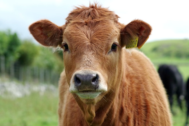 cow-897533_960_720 (1)