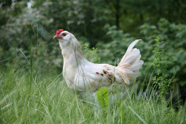 Chicken