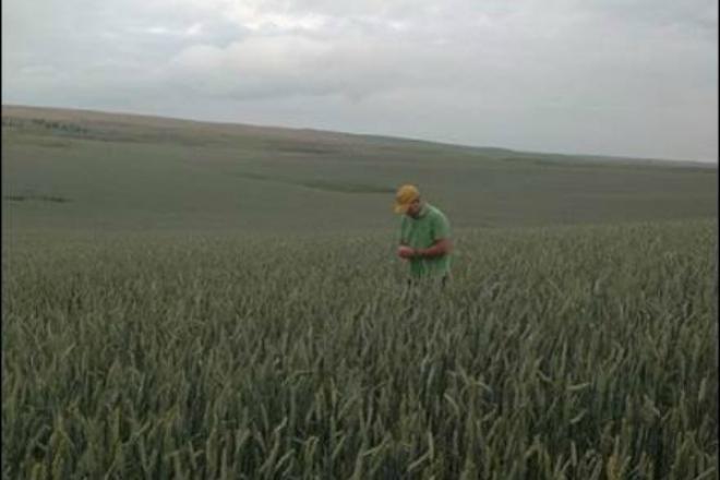 GaryStanford-CheckingSpringWheat2