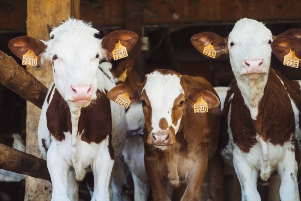 cow