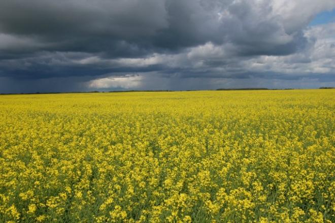 Canola_field_LM