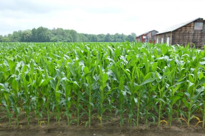 OntCornField_LM