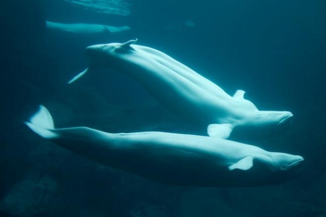 beluga_LM