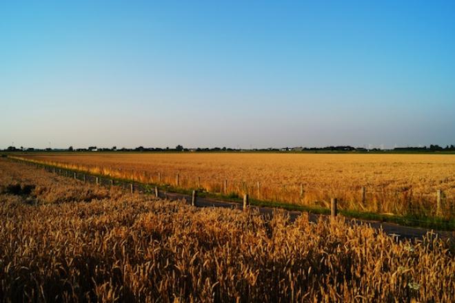 field