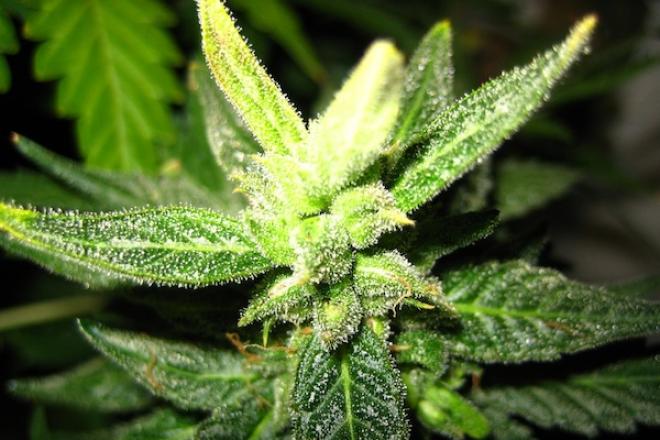 Hemp_flowers