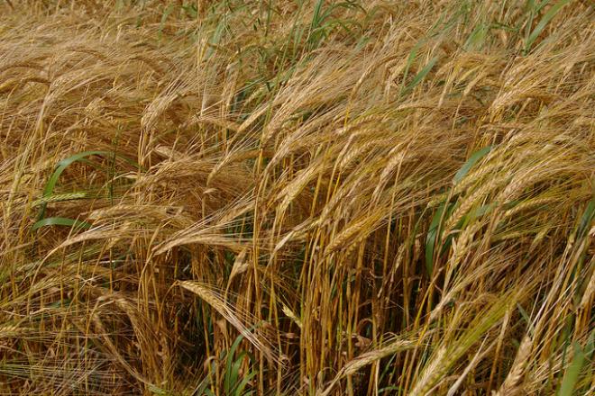 barley