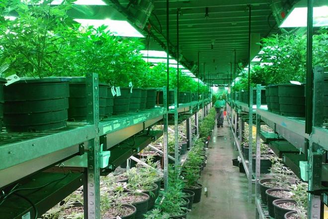 marijuana-269851_640