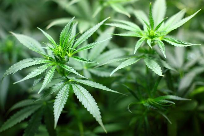 Cannabis seedling (Pixabay)