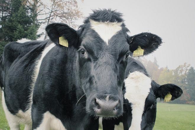Dairy cows