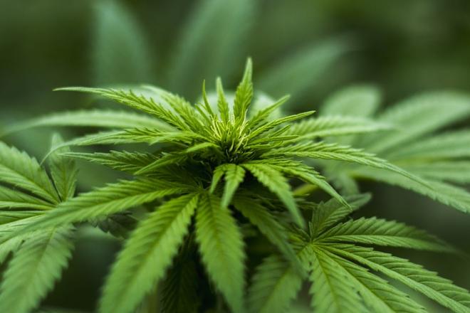 Cannabis plant